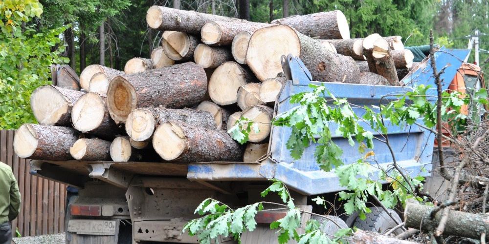 Вырубка деревьев Вырубка деревьев